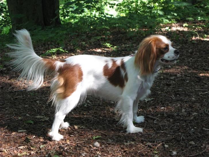 Cavalier king charles spaniel Chilli - 12 måneder i profil billede 13
