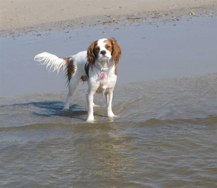 Cavalier king charles spaniel Chilli - 9 måneder - Overvejer lige om hun skal trodse det kolde vand endnu engang og komme ud til os. Vi bader ikke, sopper kun ;) billede 14