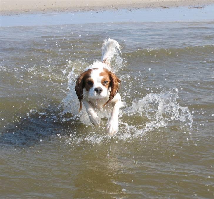 Cavalier king charles spaniel Chilli - 9 måneder - Okay da så kommer jeg ;) Selvom hun synes det var lidt koldt var hun da til at lokke med ud. Men det er jo trods alt også kun starten af april ;) billede 15