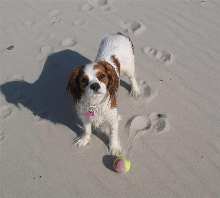 Cavalier king charles spaniel Chilli - 9 måneder - Kom så kast bolden. Hun er en rigtig dygtig apportør den lille ;) billede 16