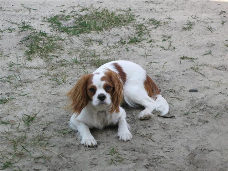 Cavalier king charles spaniel Chilli - 9 måneder - Ligger og slapper af i skyggen ved sommerhuset. Hun er så dygtig og bliver på grunden så hun behøvede ingen snor :) billede 17