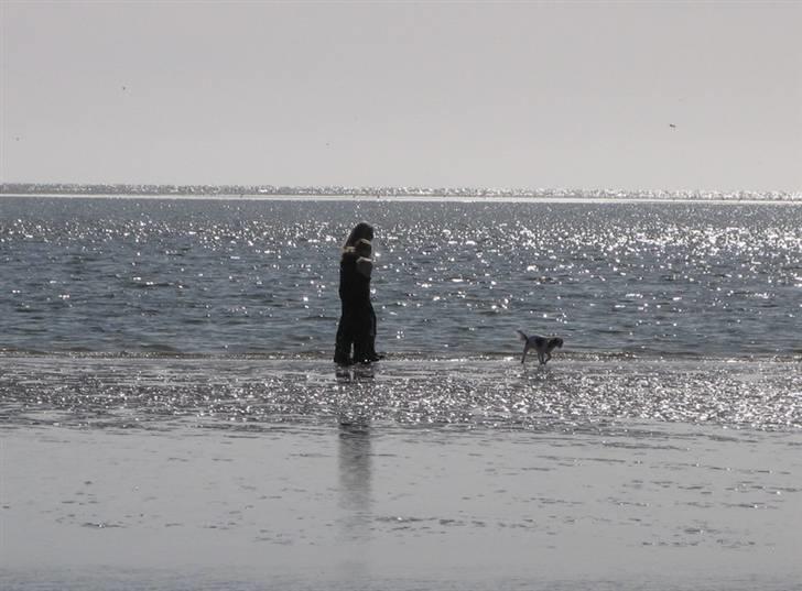 Cavalier king charles spaniel Chilli - 9 måneder - Mig, min lillesøster, og lillebror går trip trap træsko i det lave vand med Chilli forrest :) billede 18