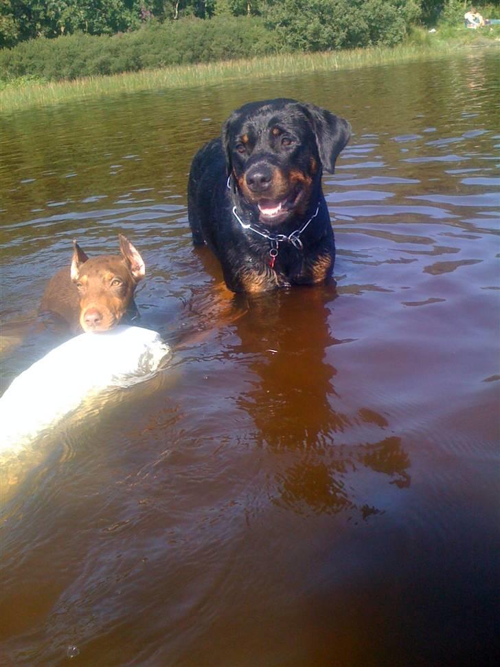 Rottweiler Dixie billede 8