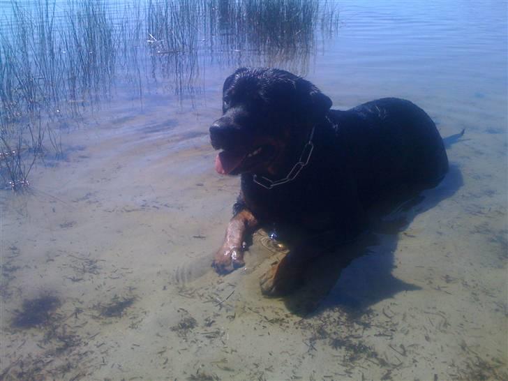 Rottweiler Dixie billede 11