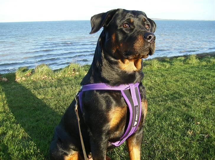 Rottweiler Dixie billede 4