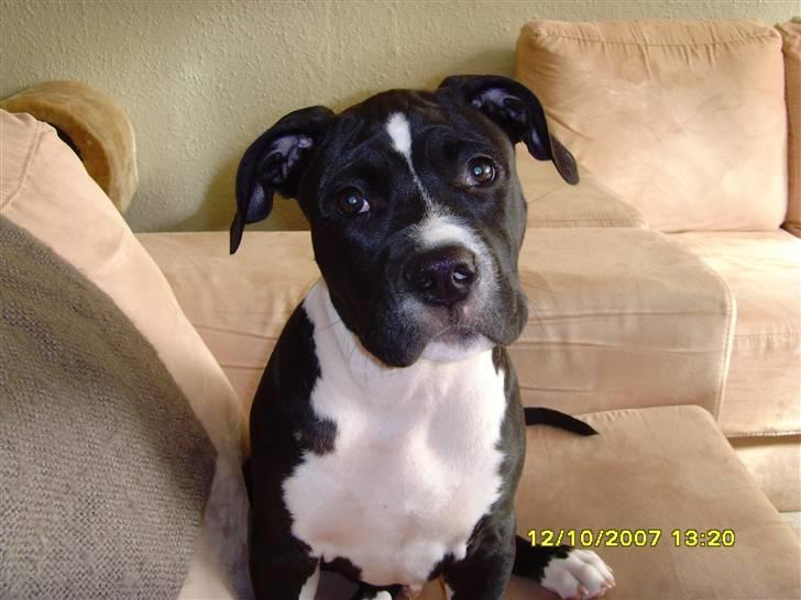 Blanding af racer KAZU billede 1