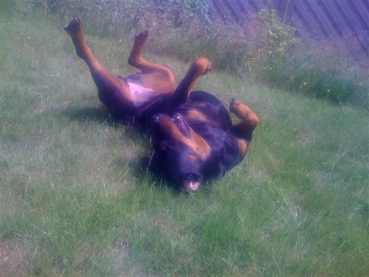 Rottweiler Dixie billede 13