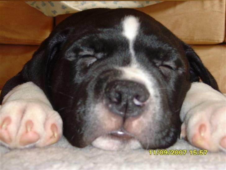 Blanding af racer KAZU billede 2