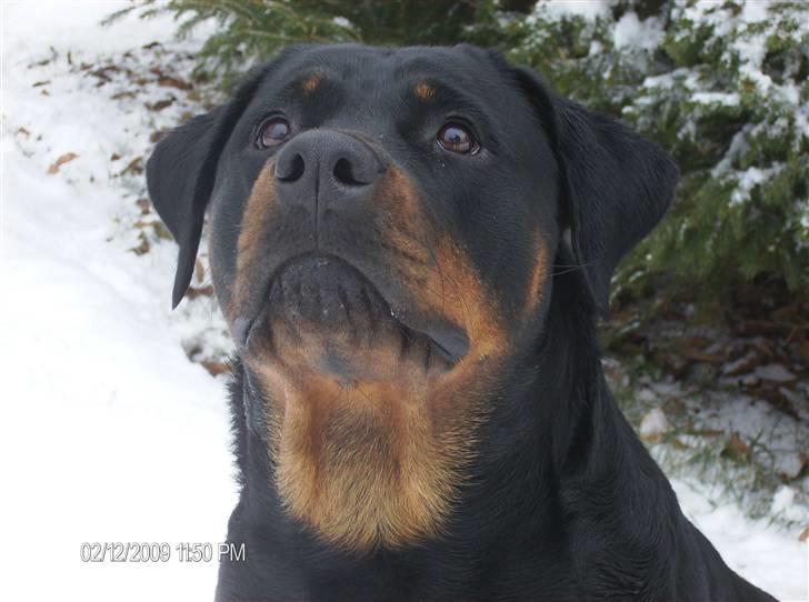 Rottweiler Dixie billede 3