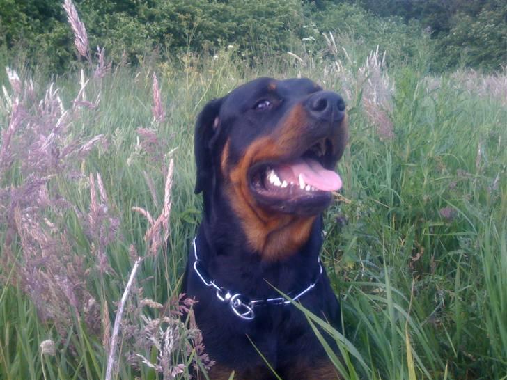 Rottweiler Dixie billede 14