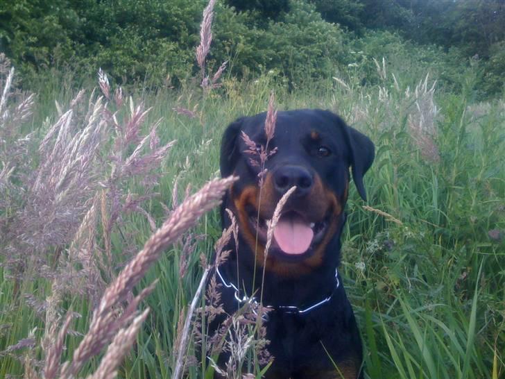 Rottweiler Dixie billede 15