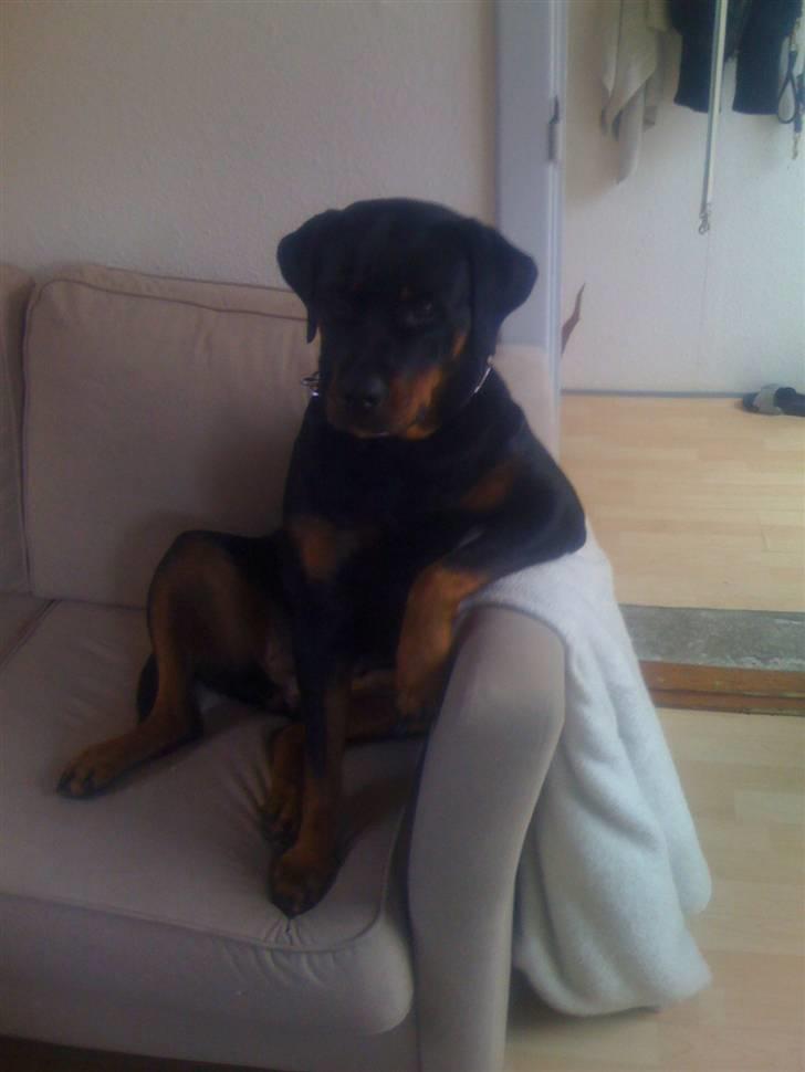 Rottweiler Dixie billede 6