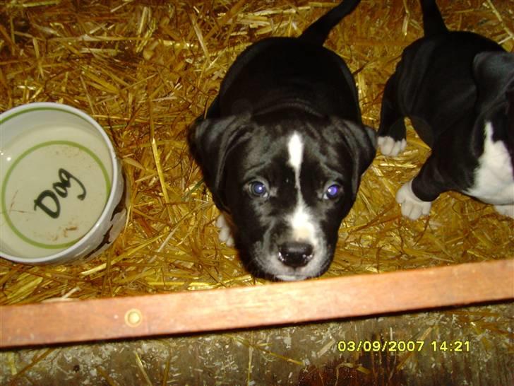 Blanding af racer KAZU billede 3