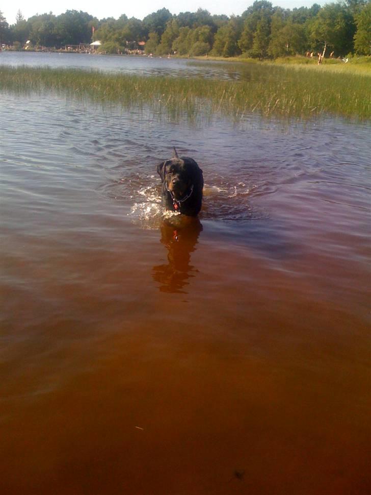 Rottweiler Dixie billede 16