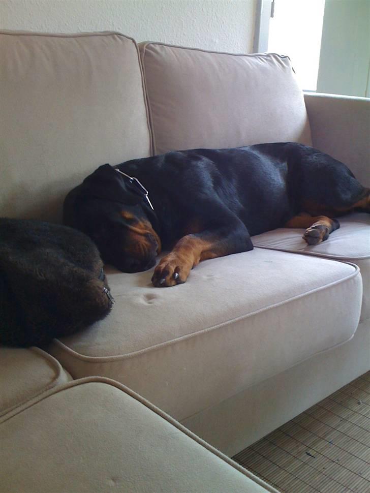 Rottweiler Dixie billede 17