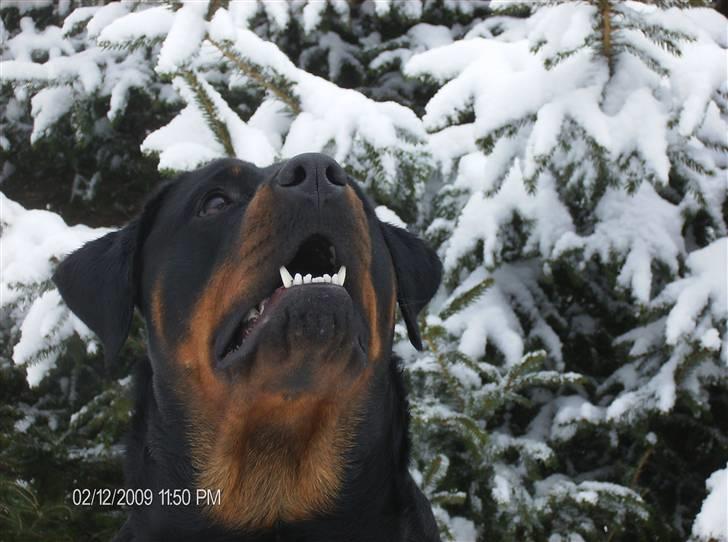 Rottweiler Dixie billede 9