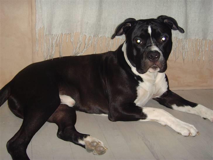 Blanding af racer KAZU billede 4