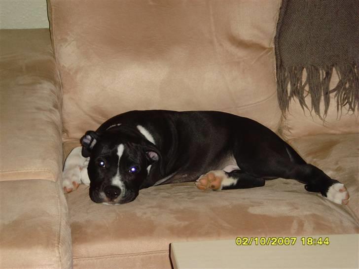 Blanding af racer KAZU billede 5