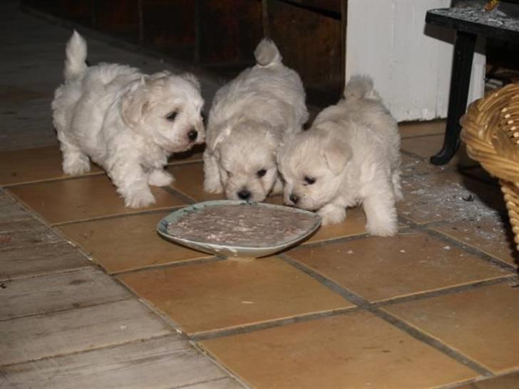 Coton de tulear Romeo  - romeo i midten - 6 uger billede 6