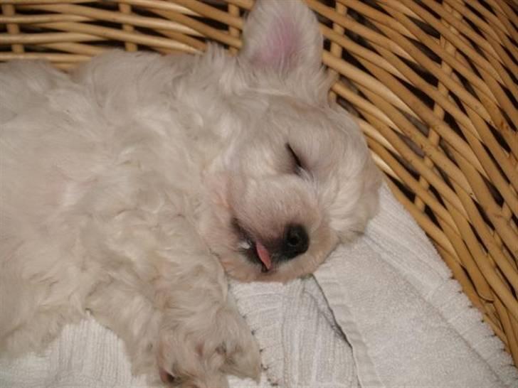 Coton de tulear Romeo  - 6 uger billede 7