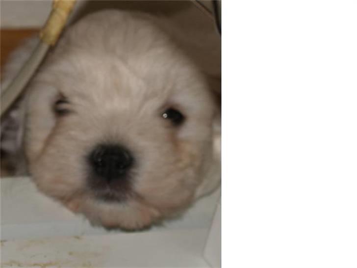 Coton de tulear Romeo  - 6 uger billede 8