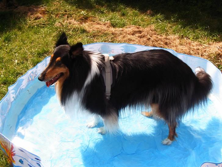 Collie langhåret Simba - sov sødt min skat! - Med poterne i vand.. billede 12