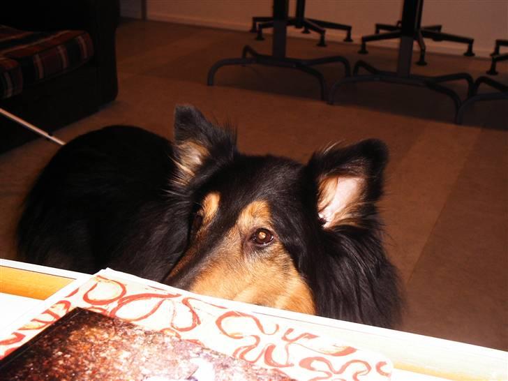 Collie langhåret Simba - sov sødt min skat! - Tit tit - med til teori :) - Simba er ofte med mig til teori i hundeforeningen :) billede 13