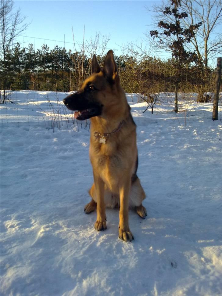 Schæferhund Payana - Vinter/forår 2010 billede 19