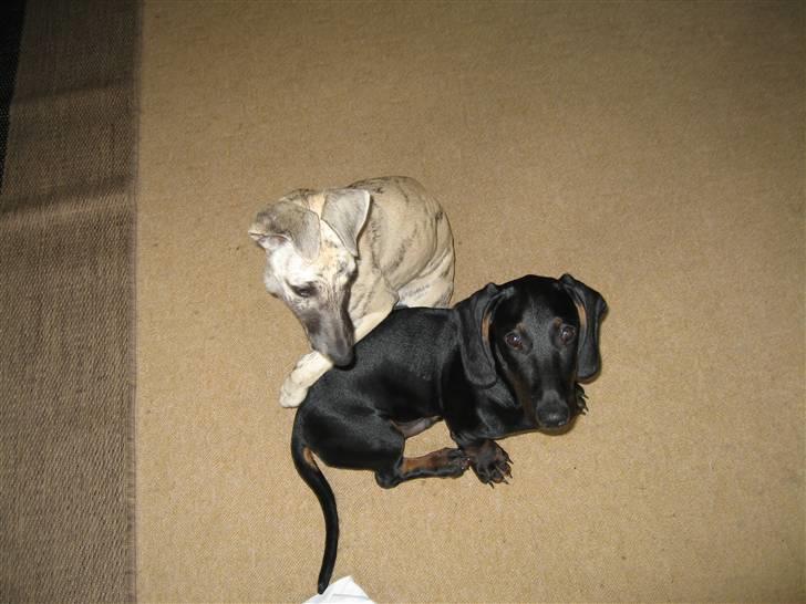 Whippet Piper - Pipers ven gravhunden Ejnar billede 5