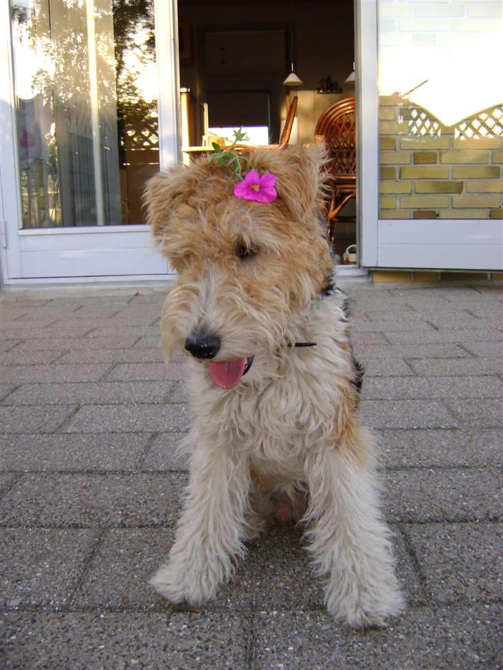 Ruhåret foxterrier "Tippe" - Se lige den lille søde prinsesse <3 billede 18