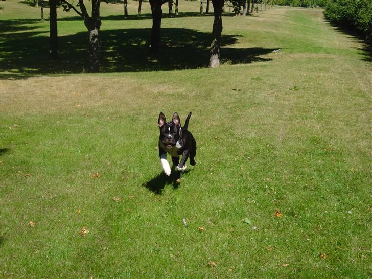 Blanding af racer KAZU billede 6