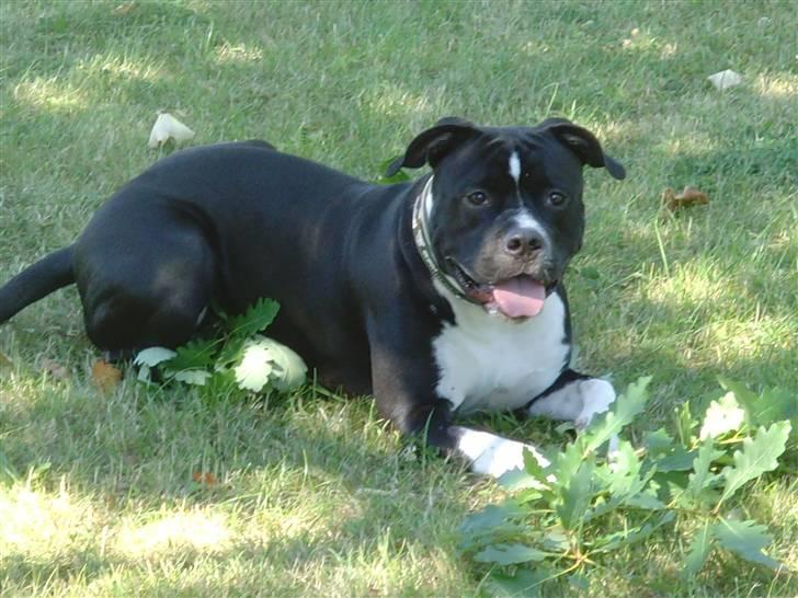 Blanding af racer KAZU billede 7