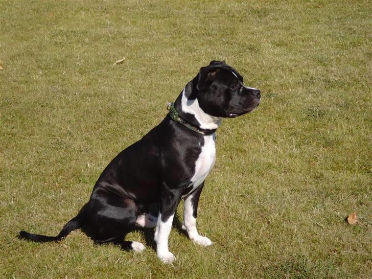 Blanding af racer KAZU billede 8