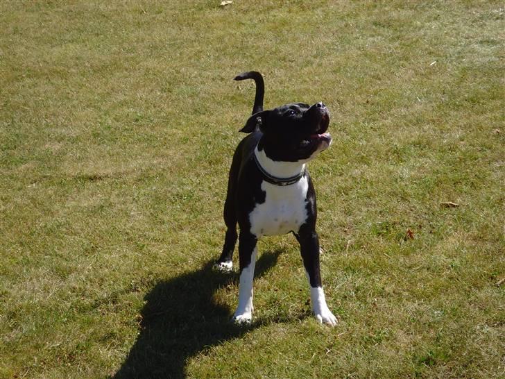 Blanding af racer KAZU billede 9