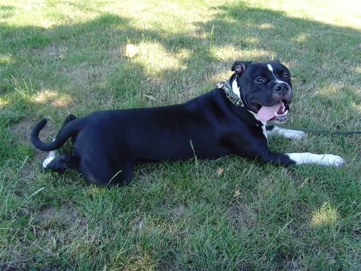 Blanding af racer KAZU billede 10