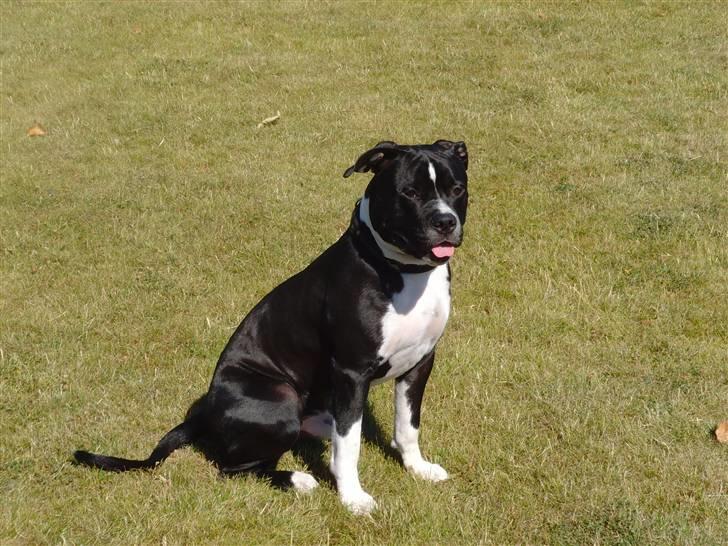 Blanding af racer KAZU billede 11