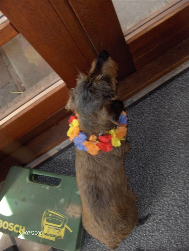 Gravhund Freja R.I.P billede 12