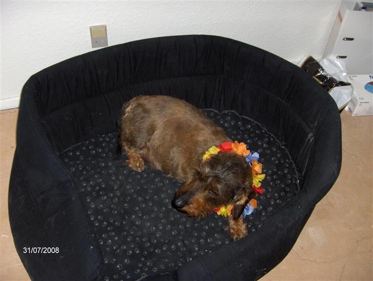 Gravhund Freja R.I.P billede 13