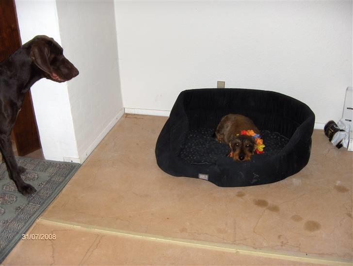 Gravhund Freja R.I.P billede 14