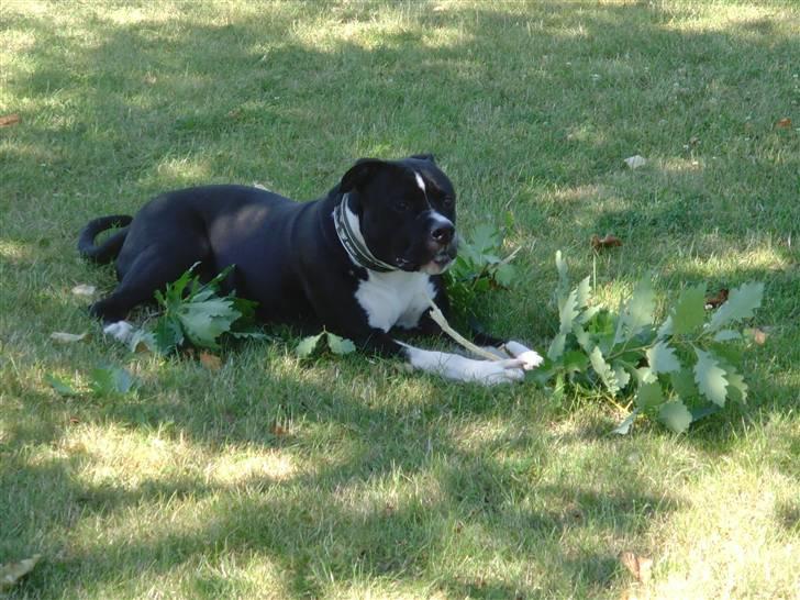 Blanding af racer KAZU billede 12