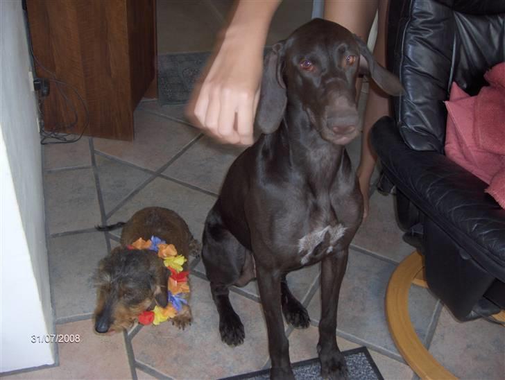 Gravhund Freja R.I.P billede 15