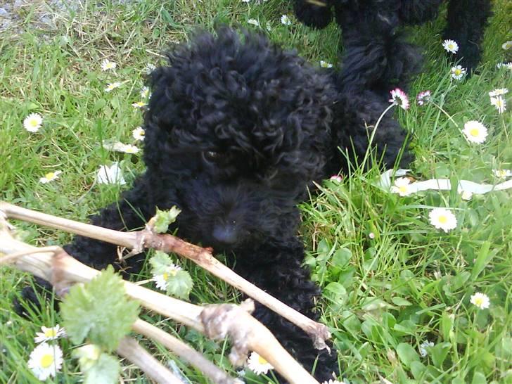 Dværgpuddel XiSofus play     - jeg kan da oss være lidt nuttet billede 1