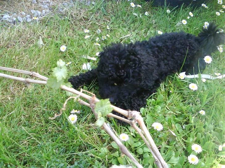 Dværgpuddel XiSofus play     - jeg må heller se lidt sød ud hvis jeg nu skal på nettet billede 2