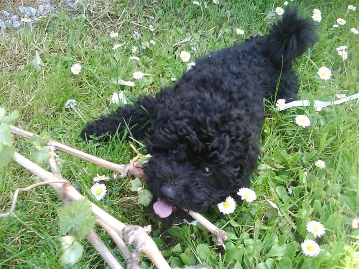 Dværgpuddel XiSofus play     - åhh nej nu tager mathilde billeder af mig igen jeg gemmer mig bag pinnen billede 3