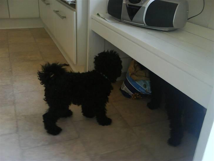 Dværgpuddel XiSofus play     - det er sjovt at se trunte spiser mad i en pose billede 4