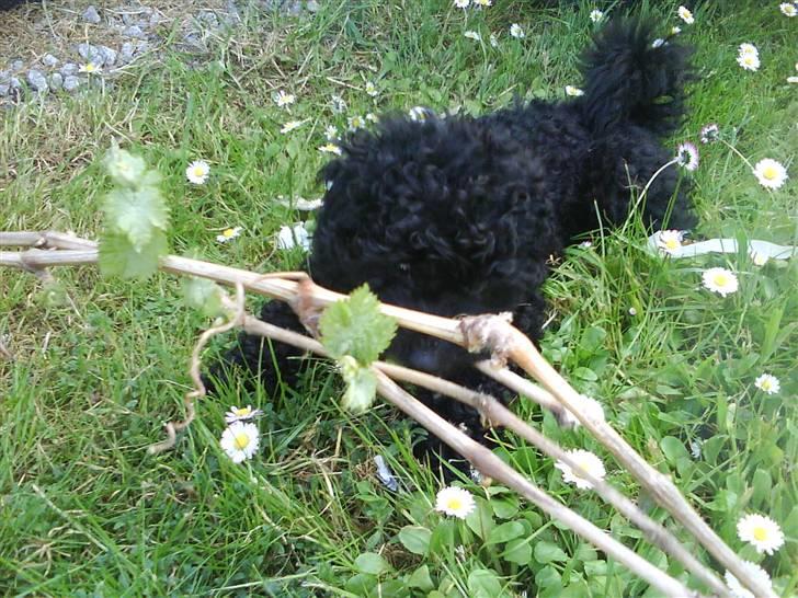 Dværgpuddel XiSofus play     - det er vildt spændene billede 5