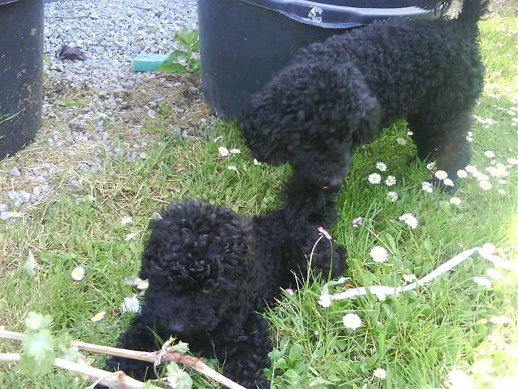 Dværgpuddel XiSofus play     - 2 skønne hunde trunte og sofus billede 6