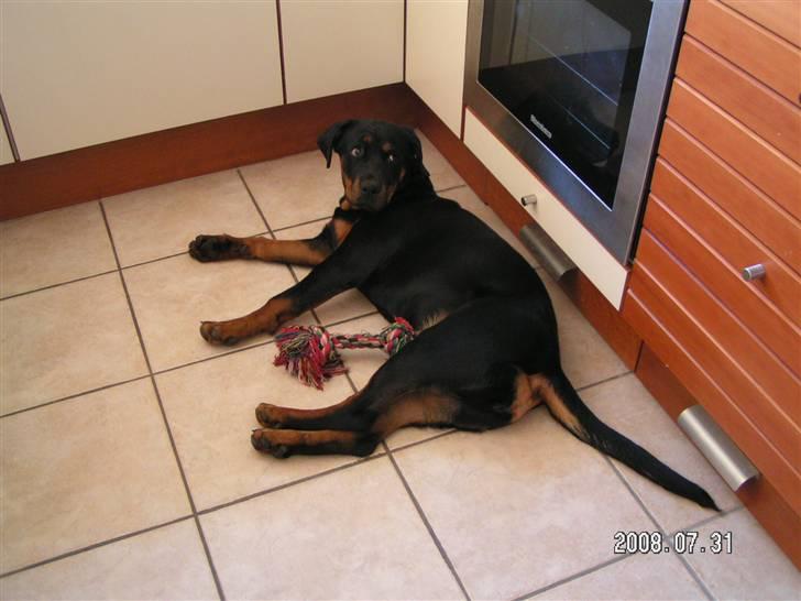 Rottweiler Luna (2008-2008) - uhm, mon der er en steg i ovnen... billede 20