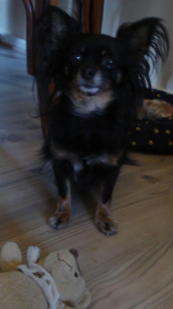 Chihuahua Pølse billede 1