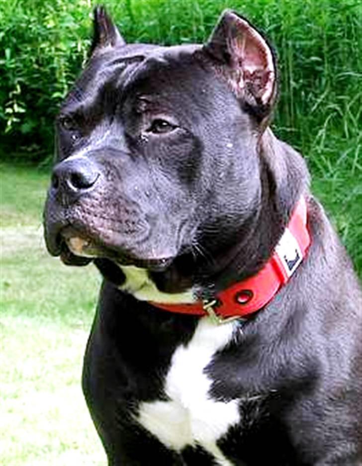 Amerikansk staffordshire terrier Pain billede 5